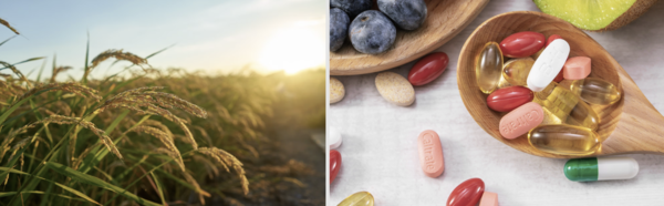 Nutrient Content and Supplements